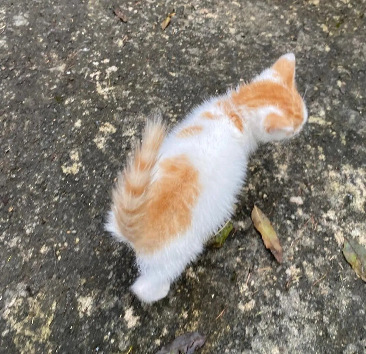 Kittens for sale - Image 2