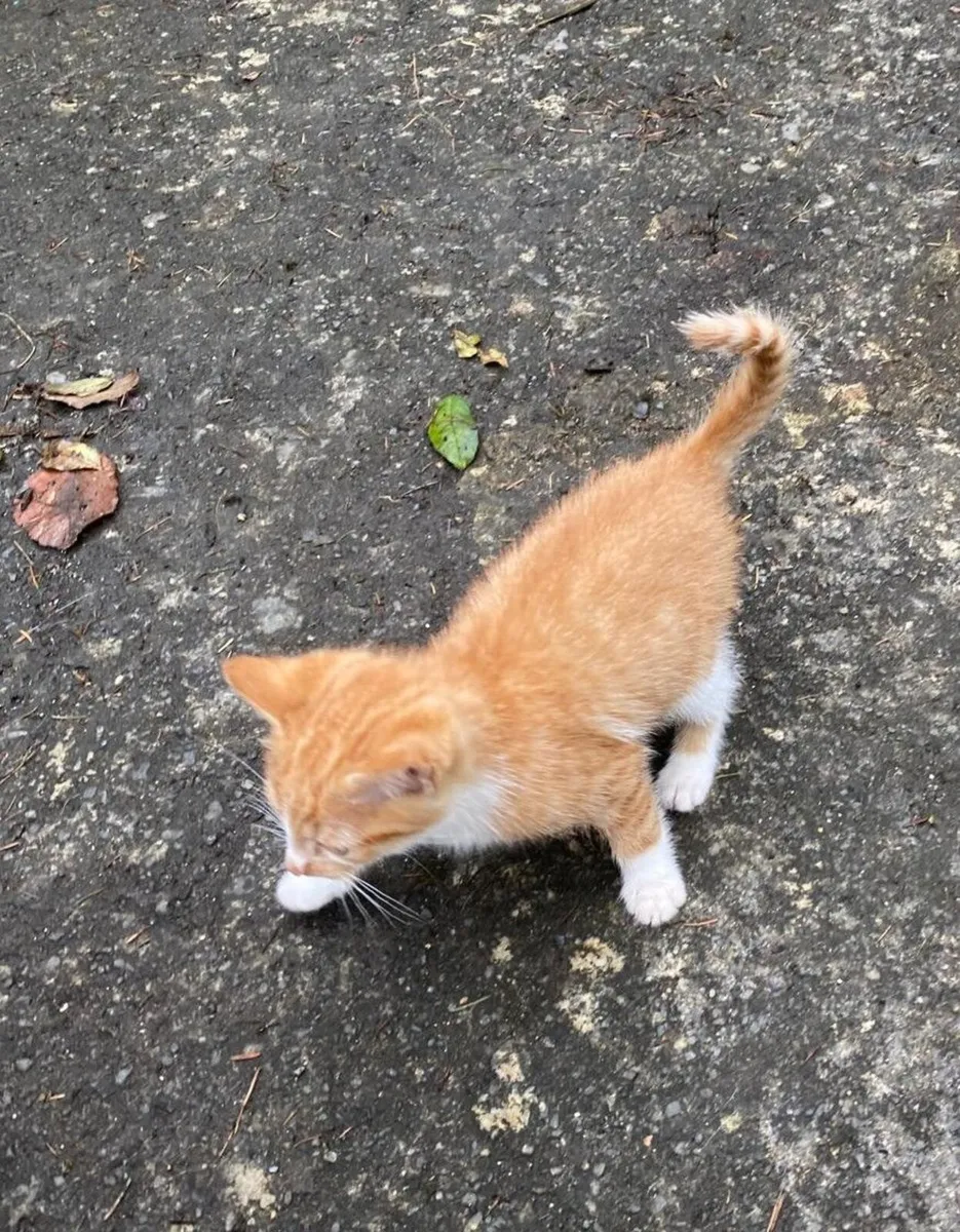 Kittens for sale - Image 3