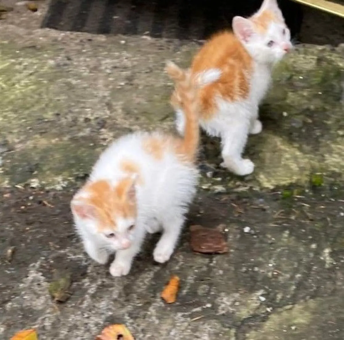 Kittens for sale - Image 4