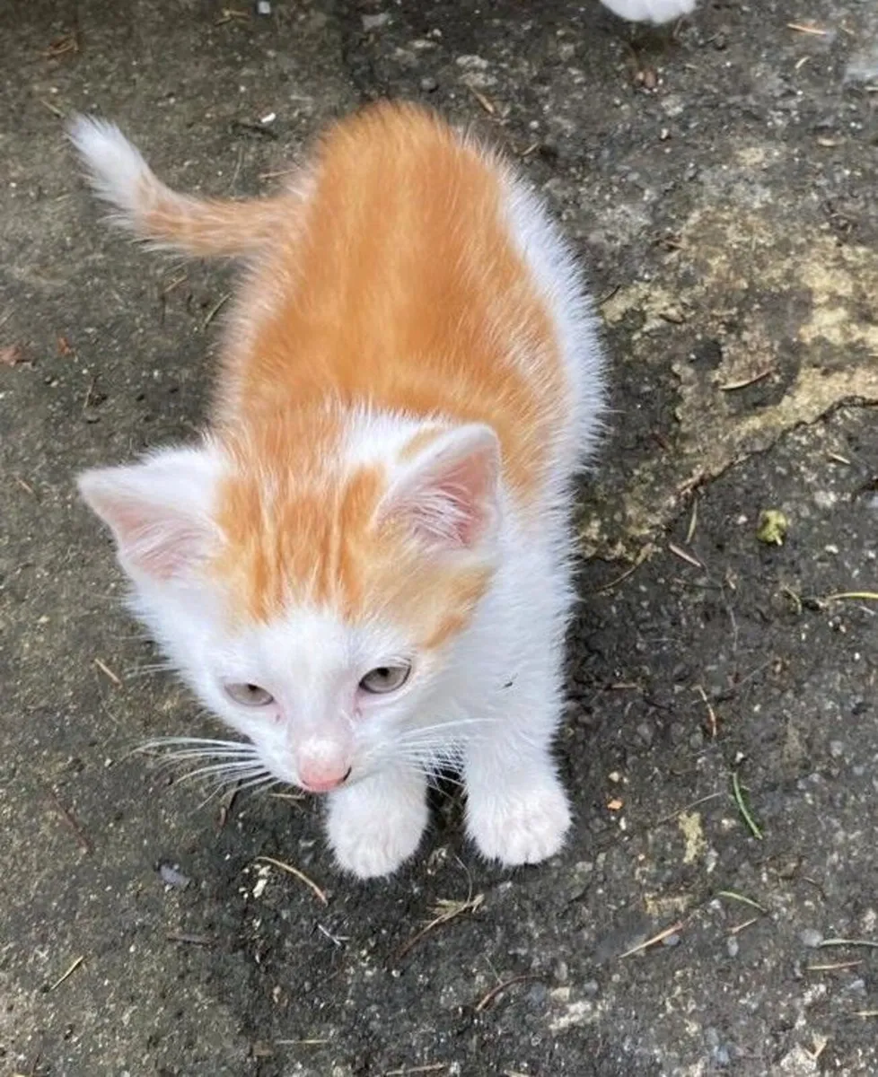 Kittens for sale - Image 1