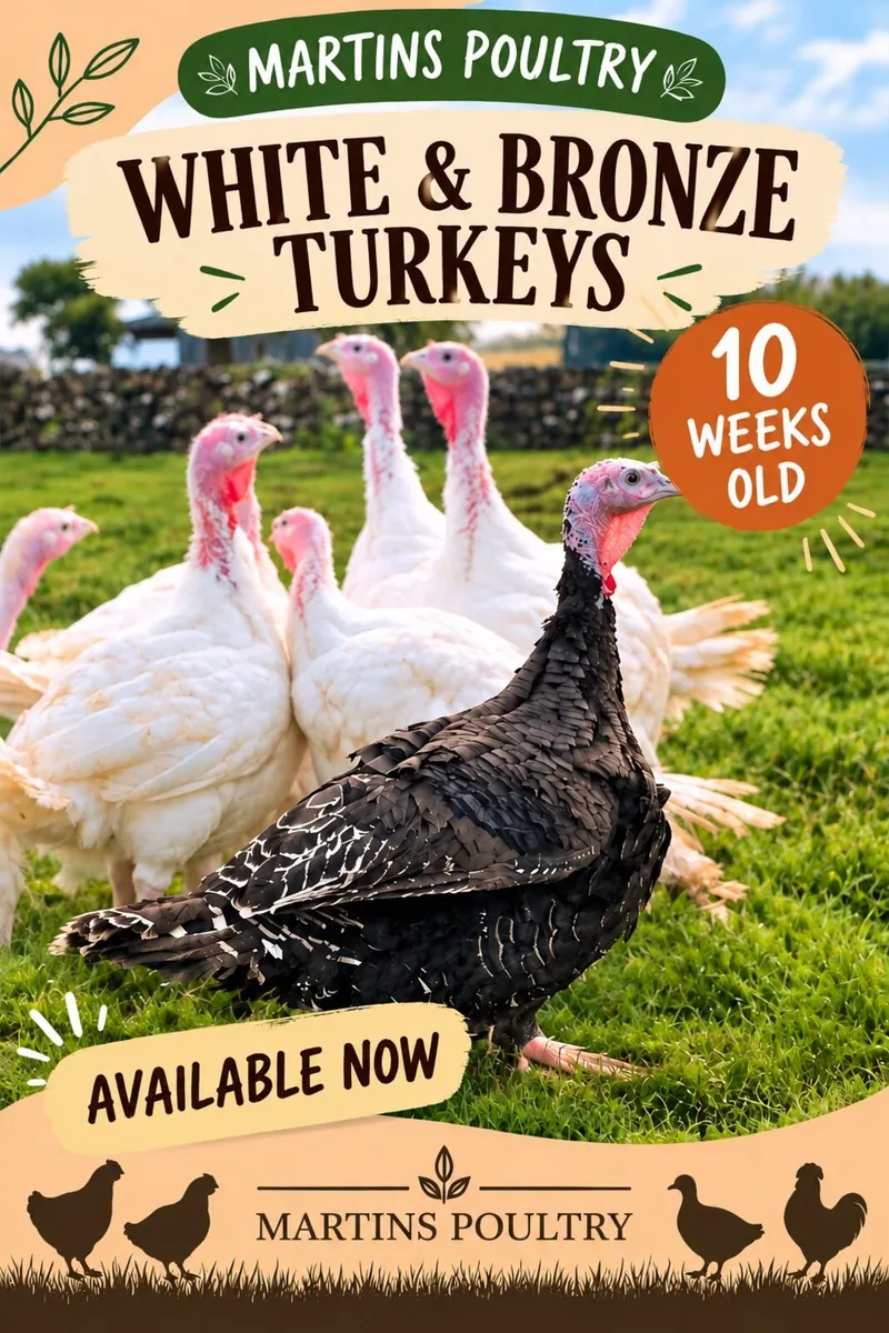 white & bronze turkeys available