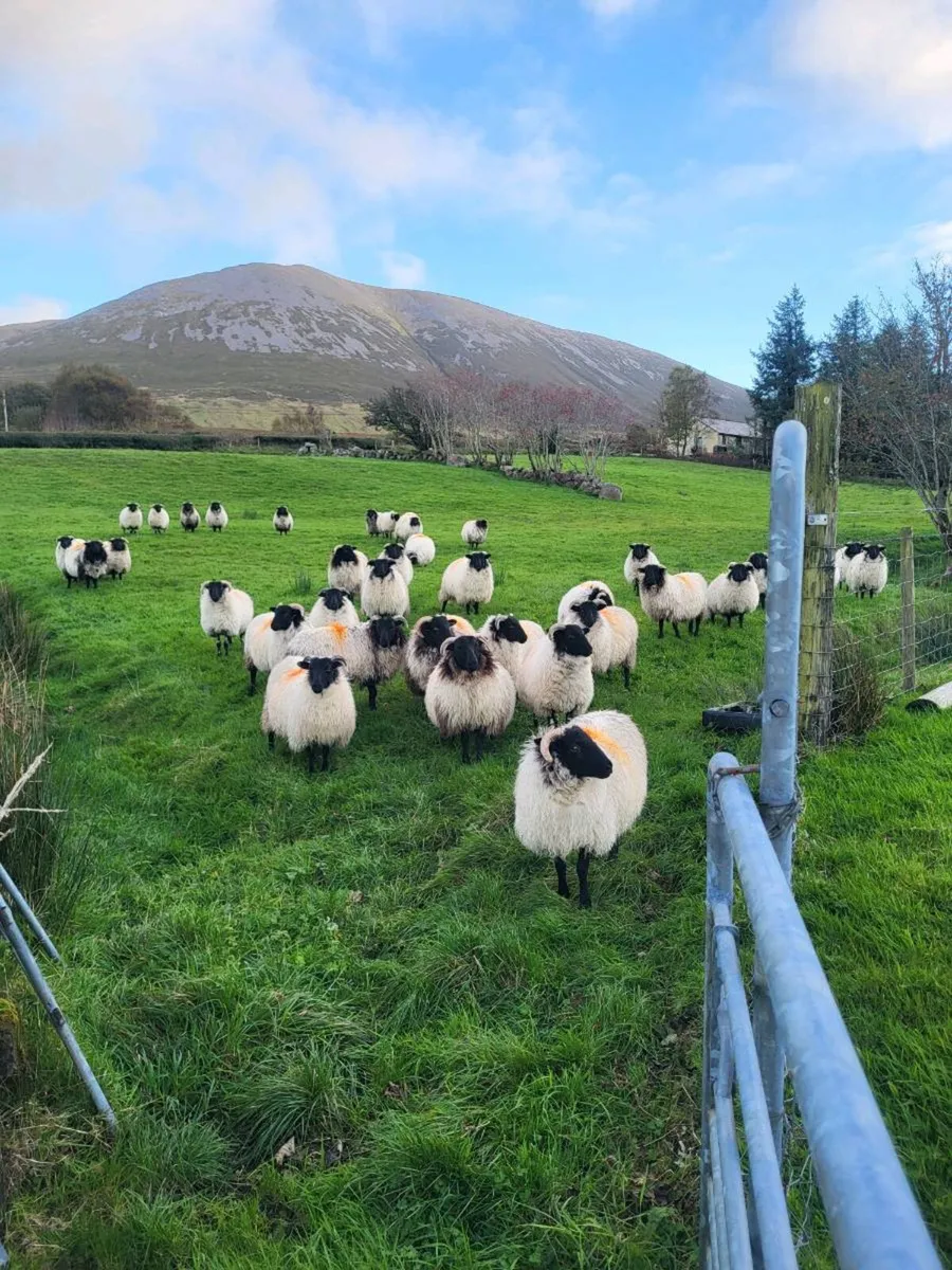 Sheep