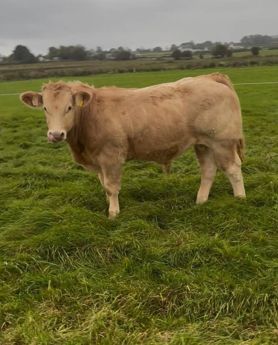 Suckler Weanlings - Image 1