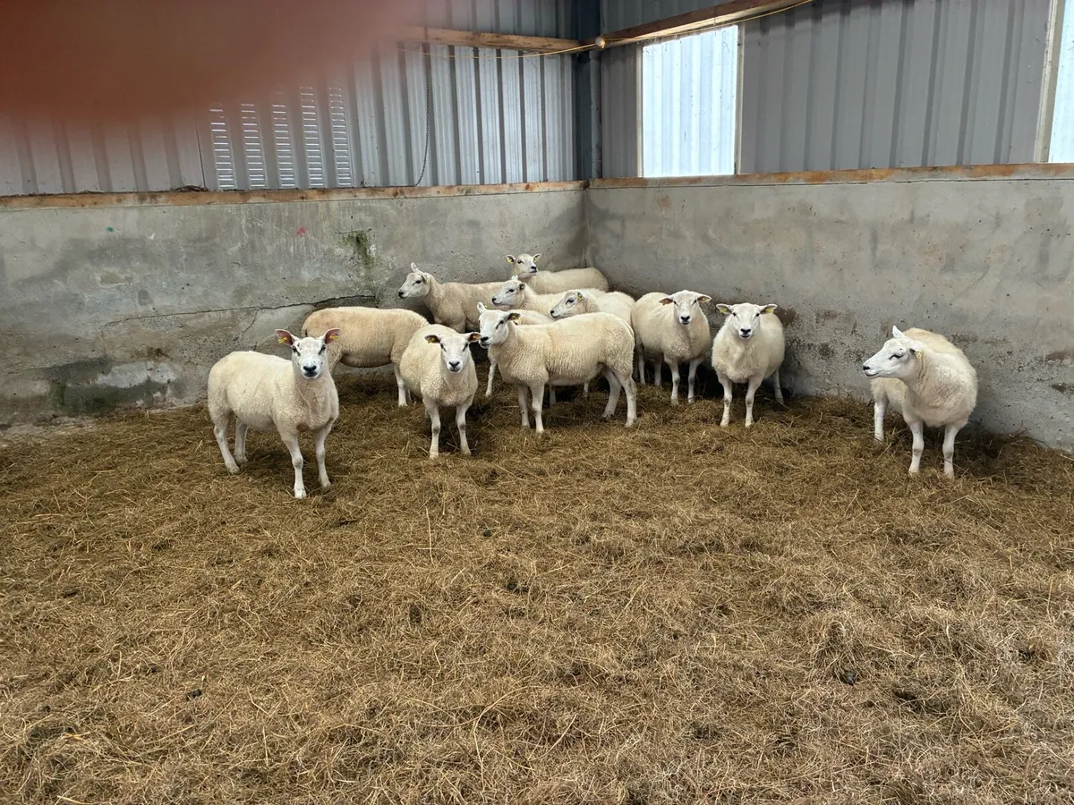 Hogget Ewes - Image 1
