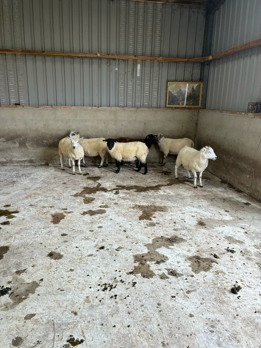 Hogget Ewes - Image 4