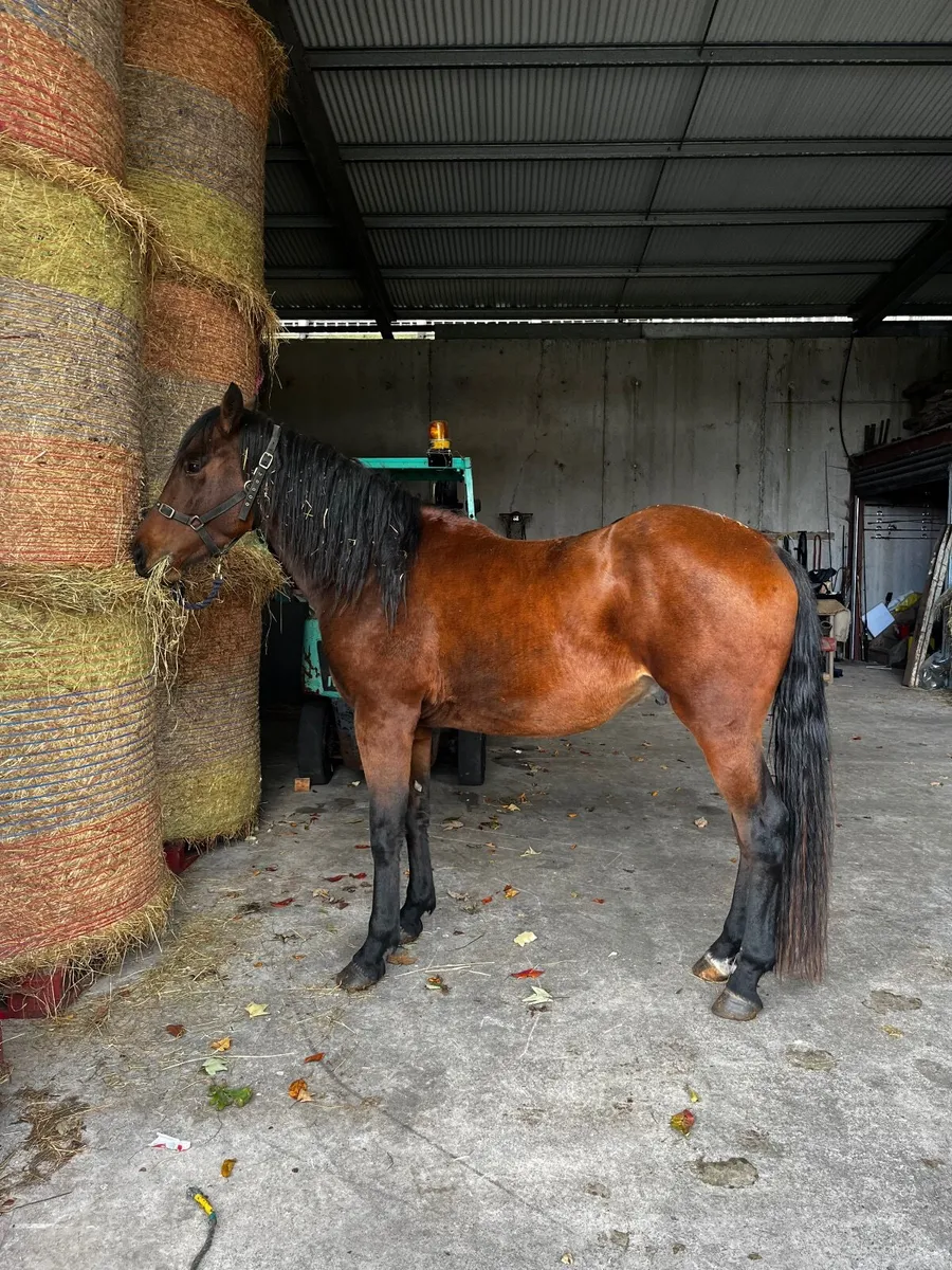 Horse - Image 4
