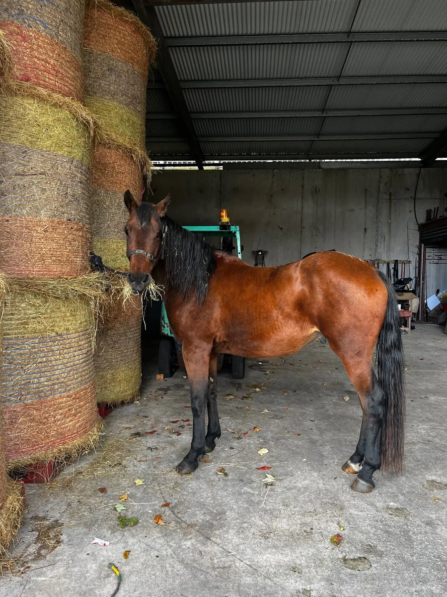 Horse - Image 1