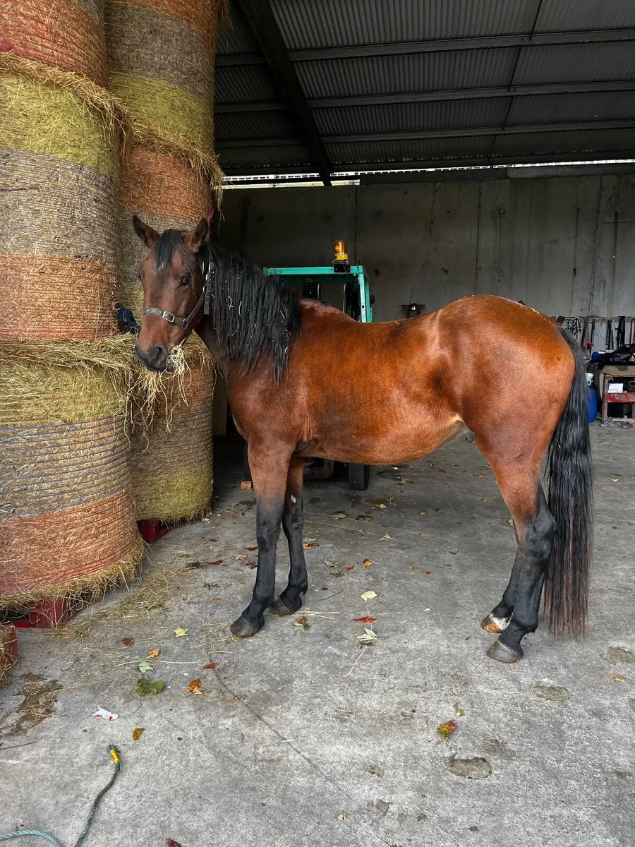 Horse - Image 3