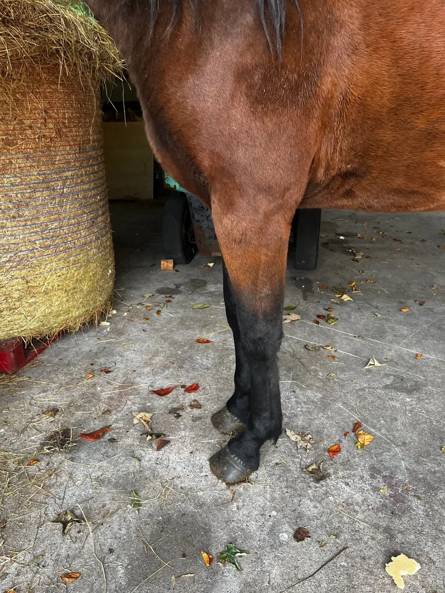 Horse - Image 4
