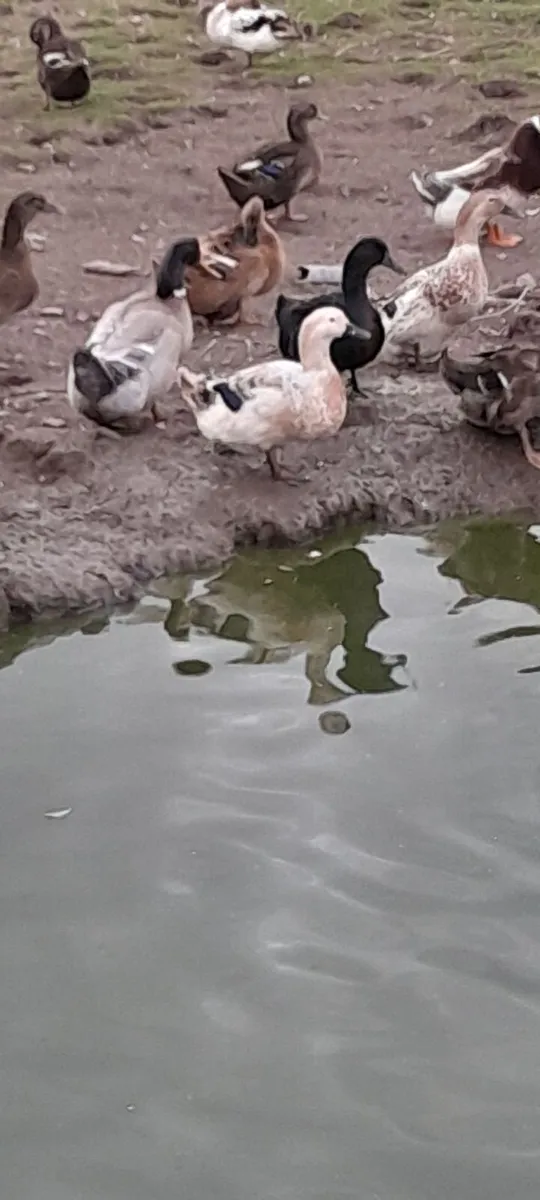 Drakes Bantom roosters - Image 4