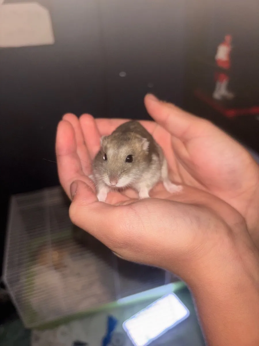 Hamster cage - Image 2