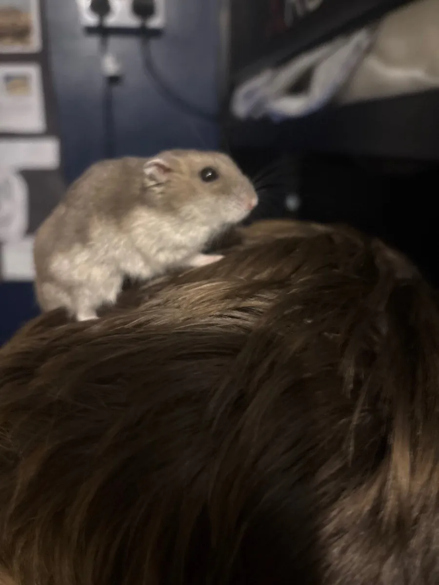 Hamster cage - Image 3