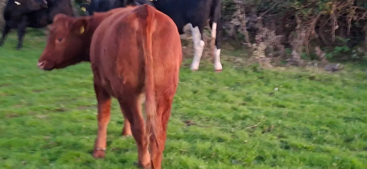 Angus  Heifers - Image 3
