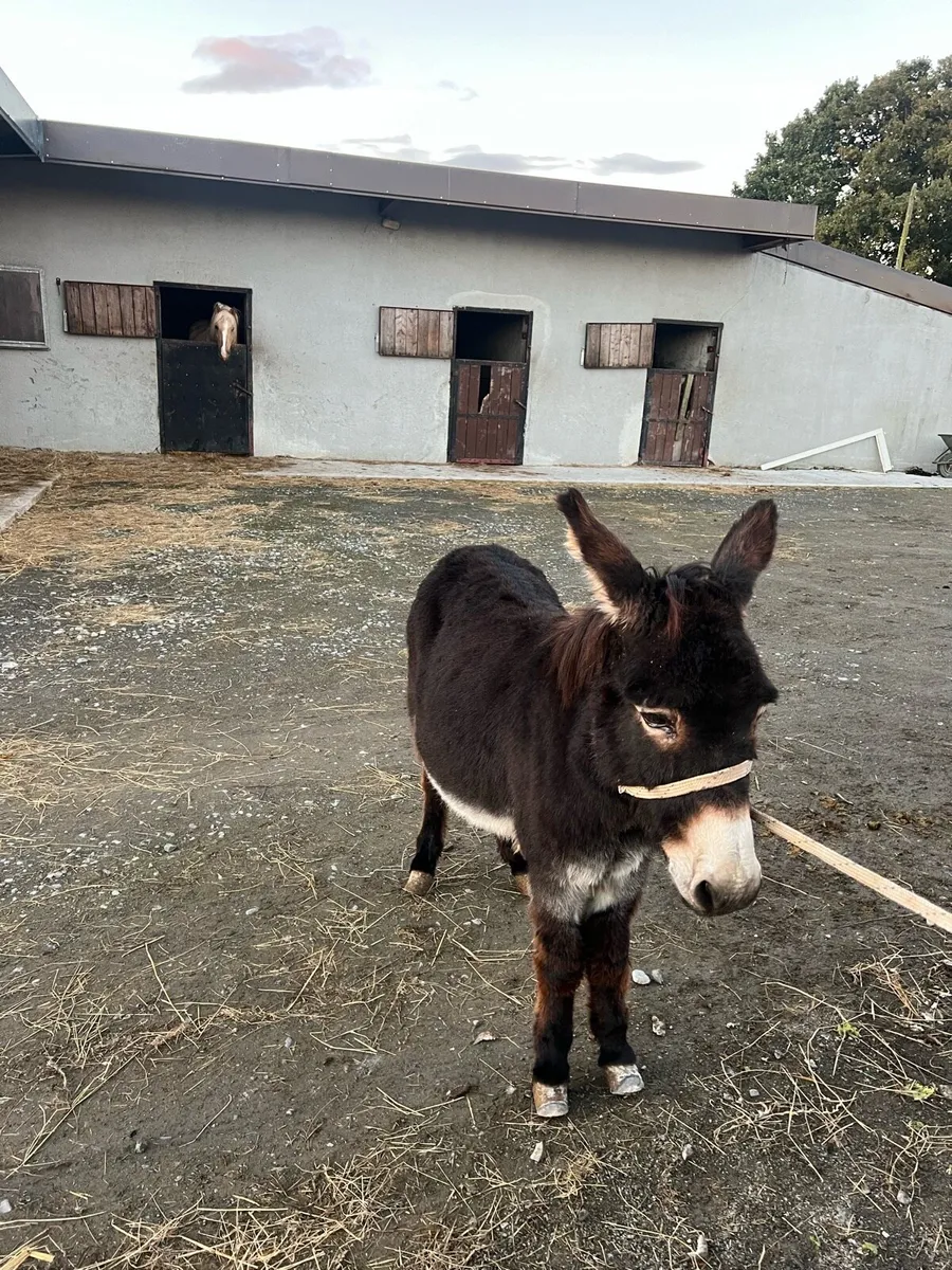 2 mare donkeys for sale - Image 2