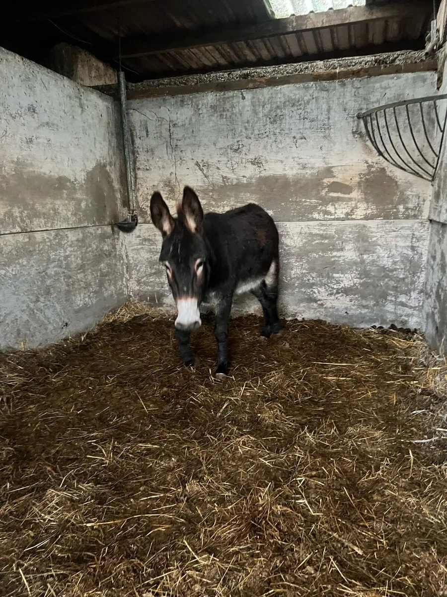 2 mare donkeys for sale - Image 3