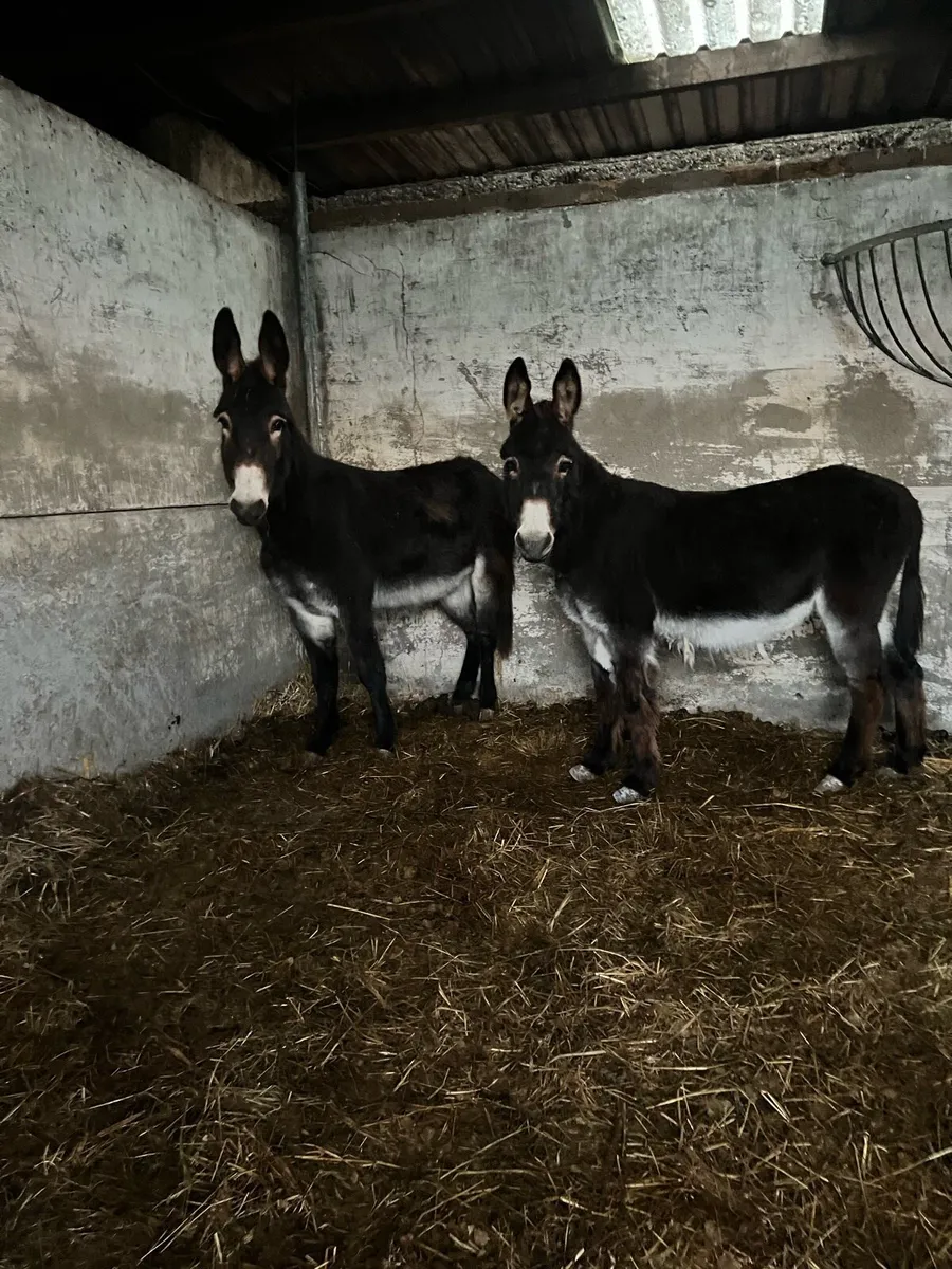 2 mare donkeys for sale - Image 1