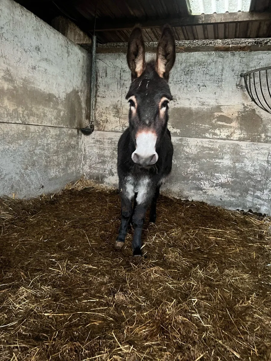 2 mare donkeys for sale - Image 4