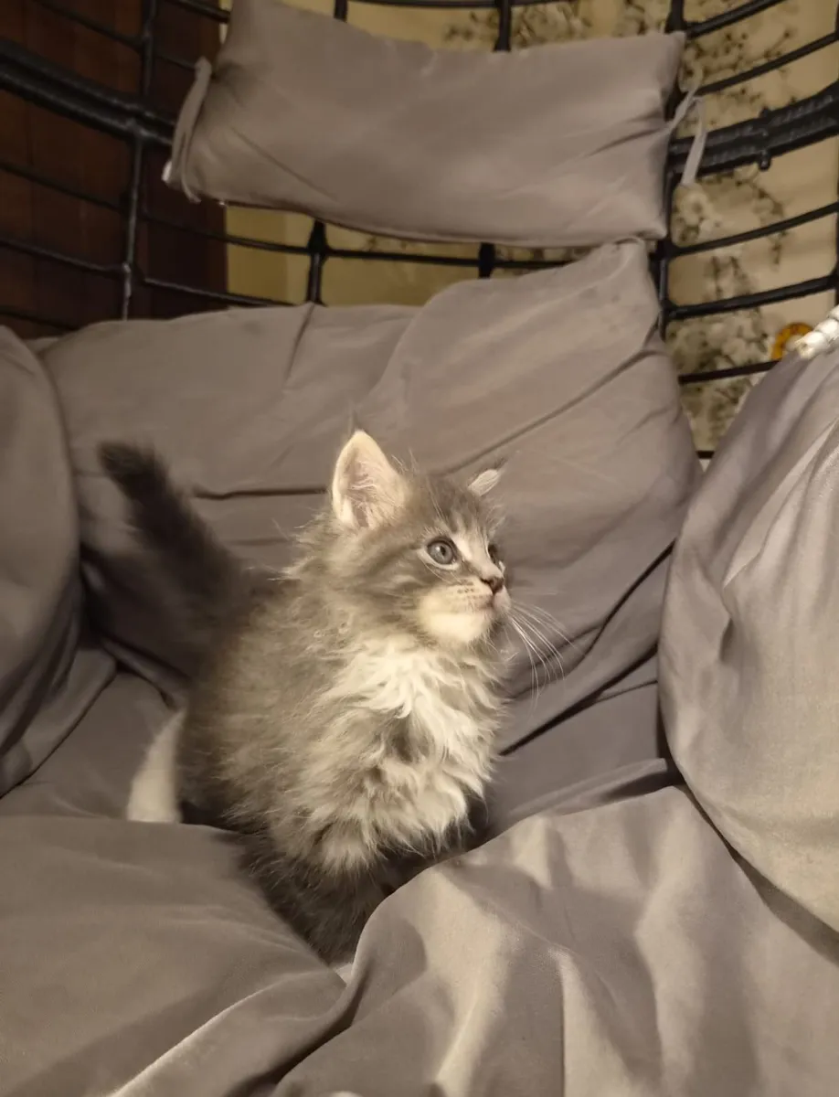 Purebred Maine Coon Kitten - Image 2