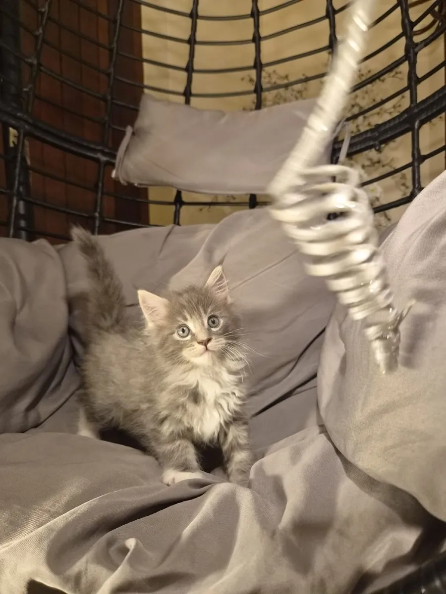 Purebred Maine Coon Kitten - Image 3