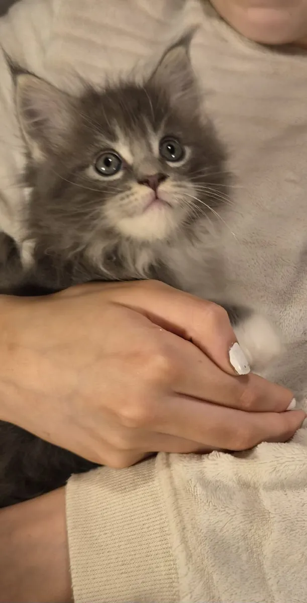 Purebred Maine Coon Kitten - Image 4