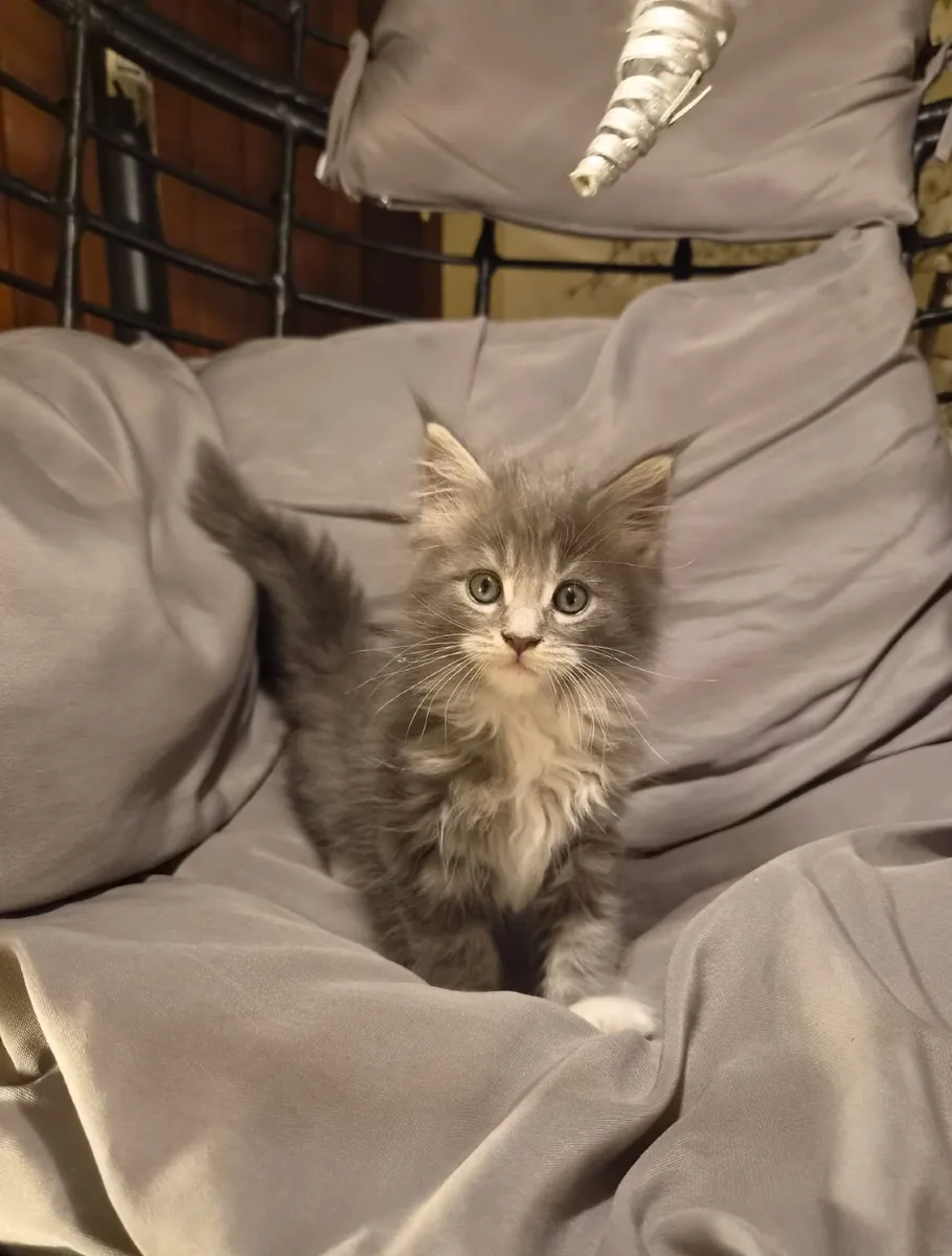 Purebred Maine Coon Kitten - Image 1