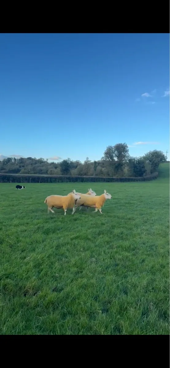 3 north country shearling rams - Image 1