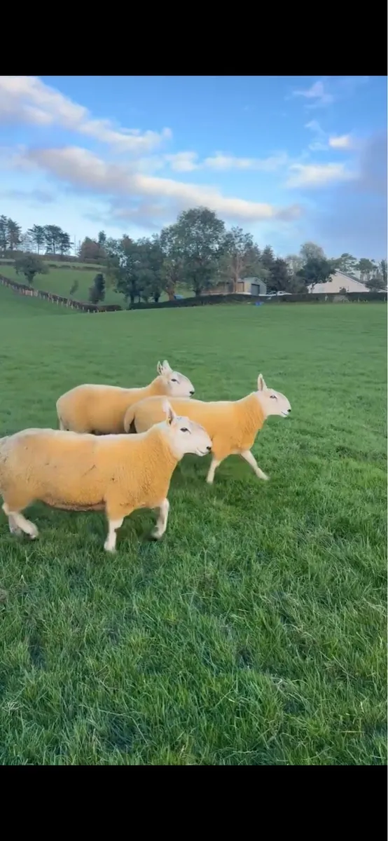 3 north country shearling rams - Image 2