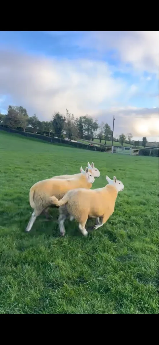 3 north country shearling rams - Image 3