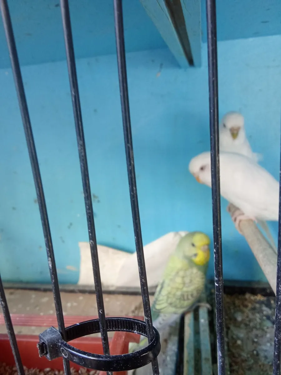 Birds - Image 2