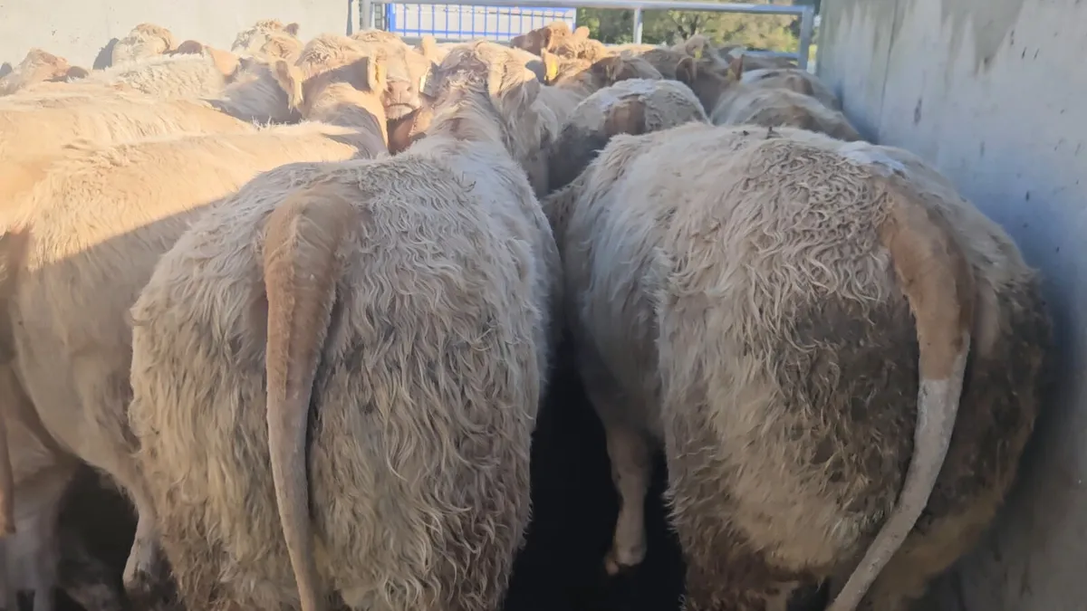 20 Smashing U Grade CHX Heifers ** - Image 1