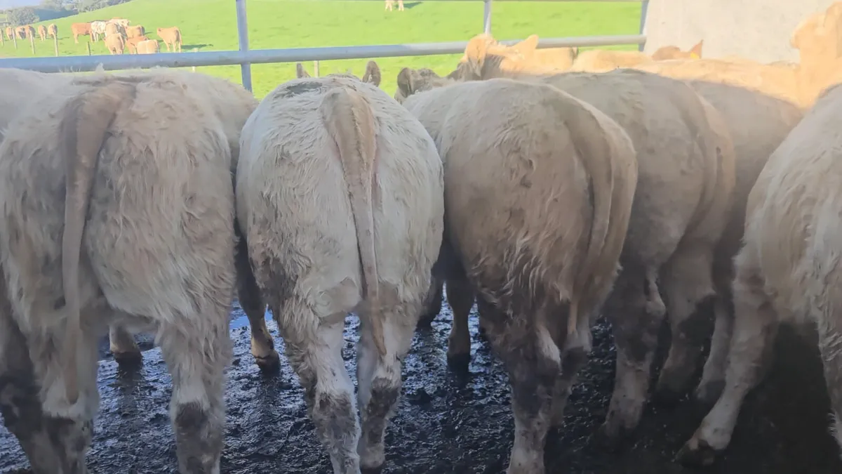 20 Smashing U Grade CHX Heifers ** - Image 4