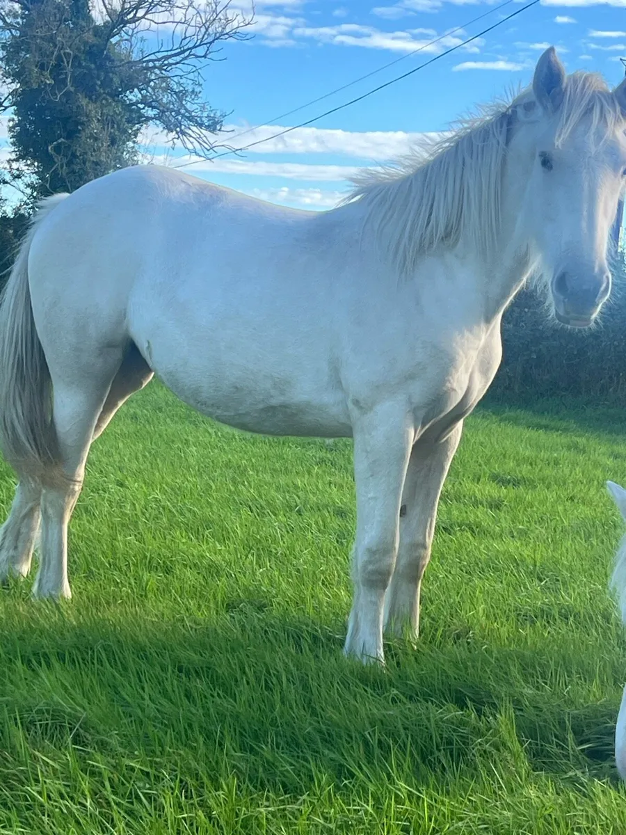 Palomino filly - Image 2