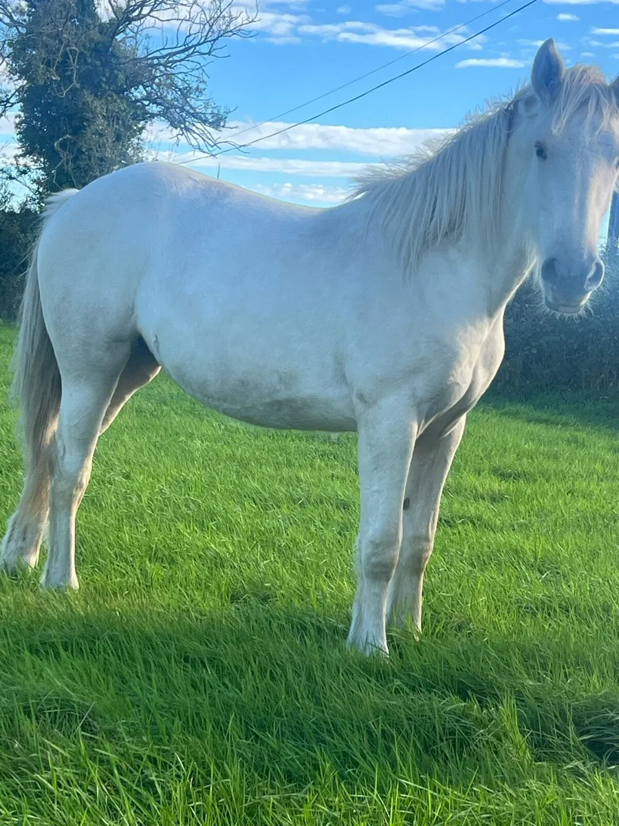Palomino filly - Image 3
