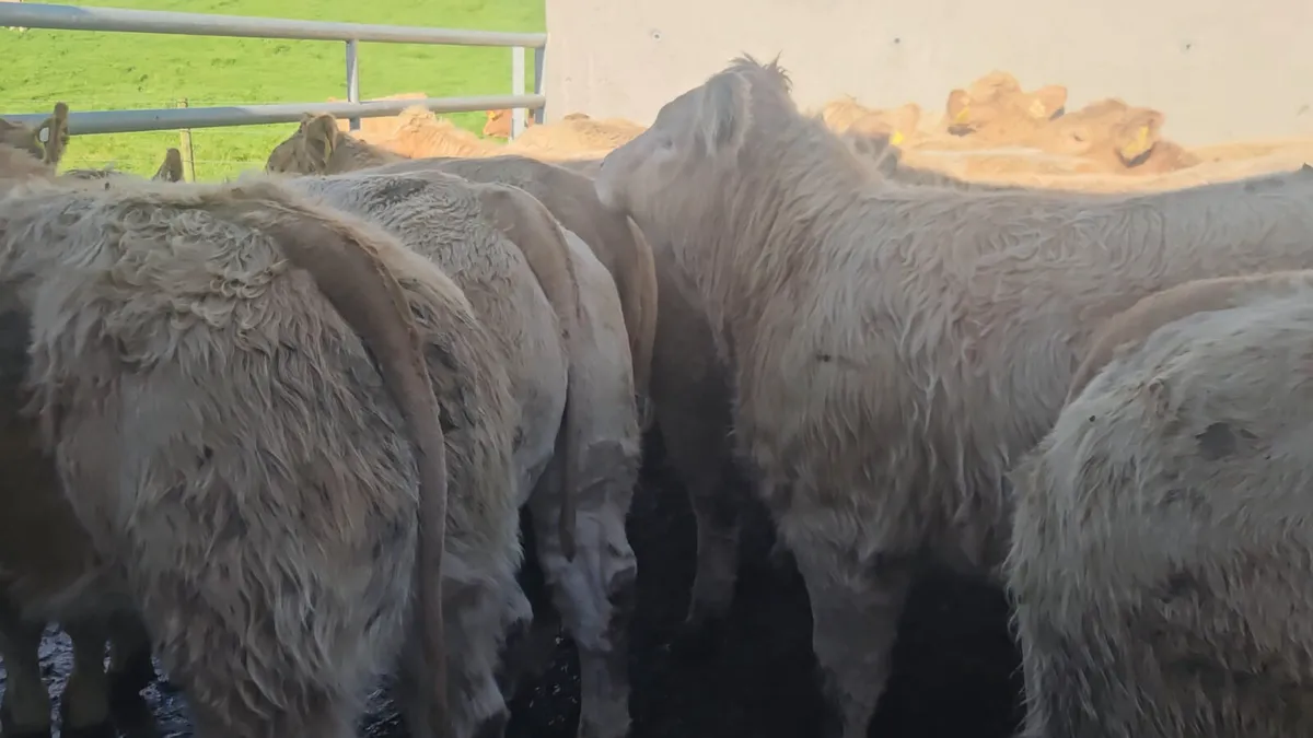 20 Smashing U Grade CHX Heifers ** - Image 2