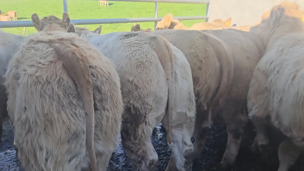 20 Smashing U Grade CHX Heifers ** - Image 3