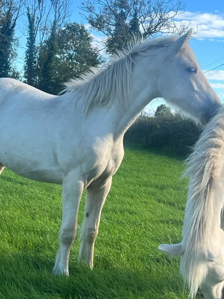 Palomino filly - Image 1