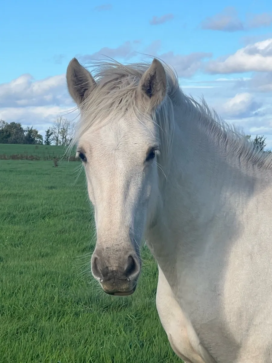 Palomino filly - Image 4
