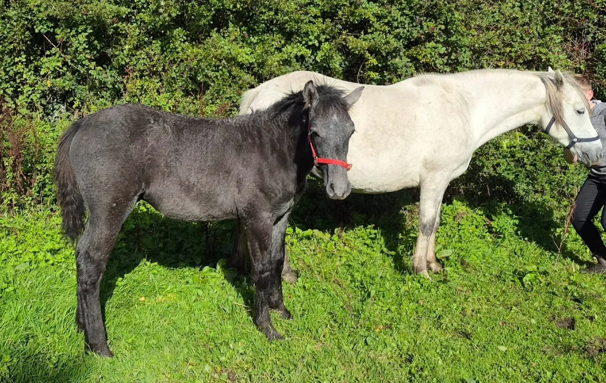 Connemara Colt Foal For Sale - Image 4