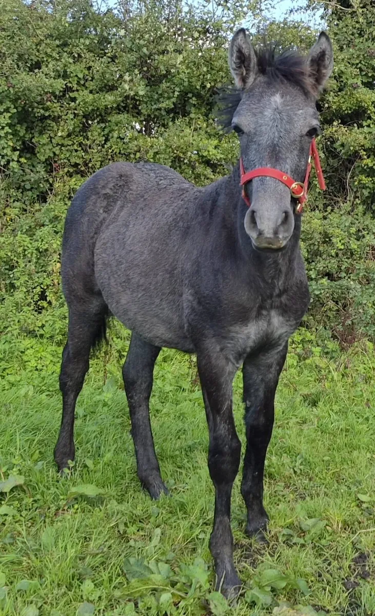Connemara Colt Foal For Sale - Image 1