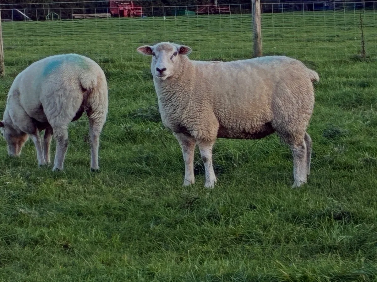 Pedigree Galway ewes - Image 1