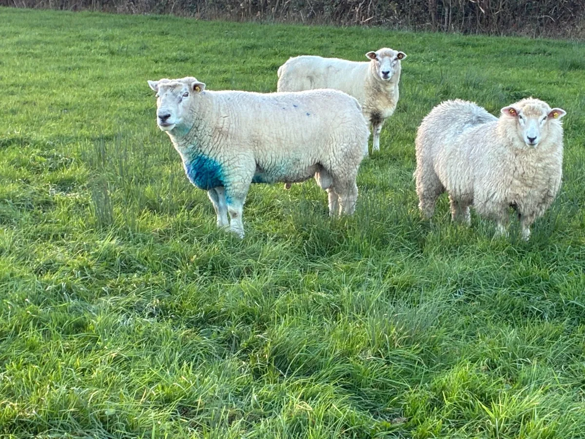 Pedigree Galway ewes - Image 2