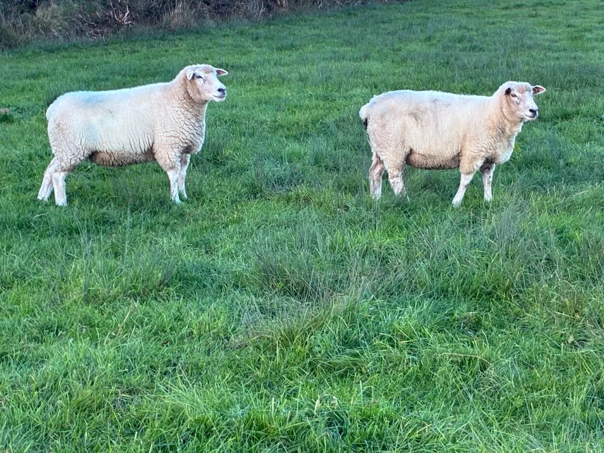 Pedigree Galway ewes - Image 3