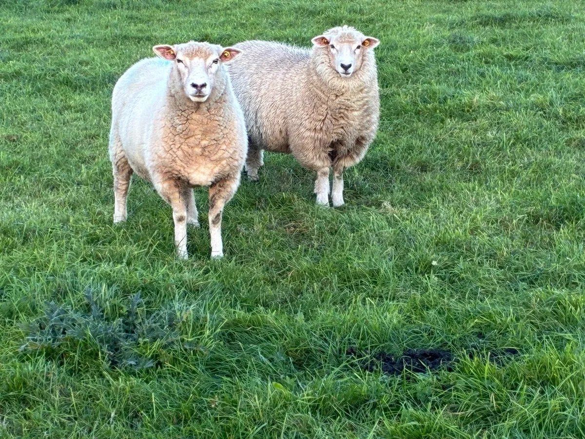Pedigree Galway ewes - Image 4