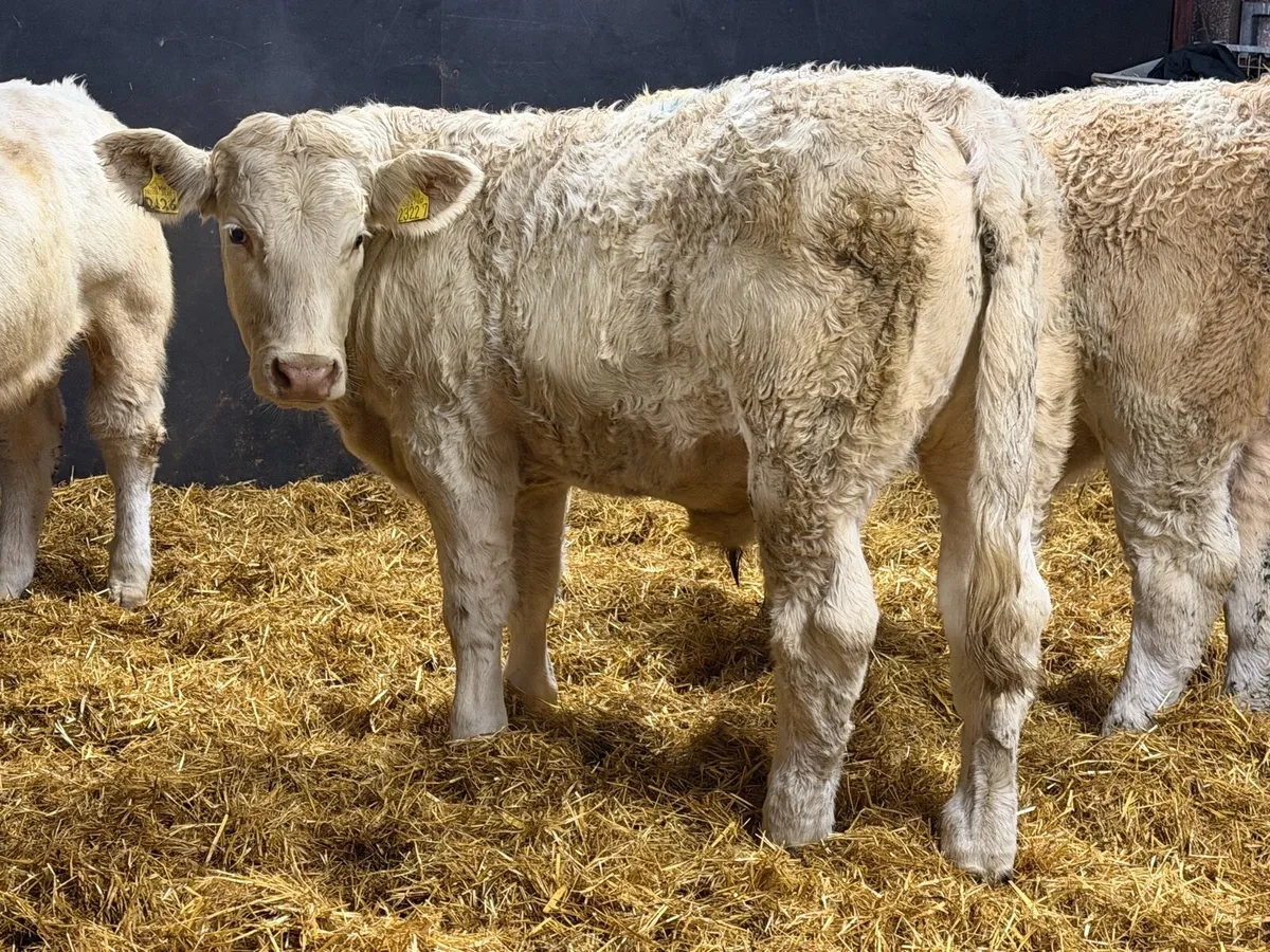 Charolais Weanlings - Image 4