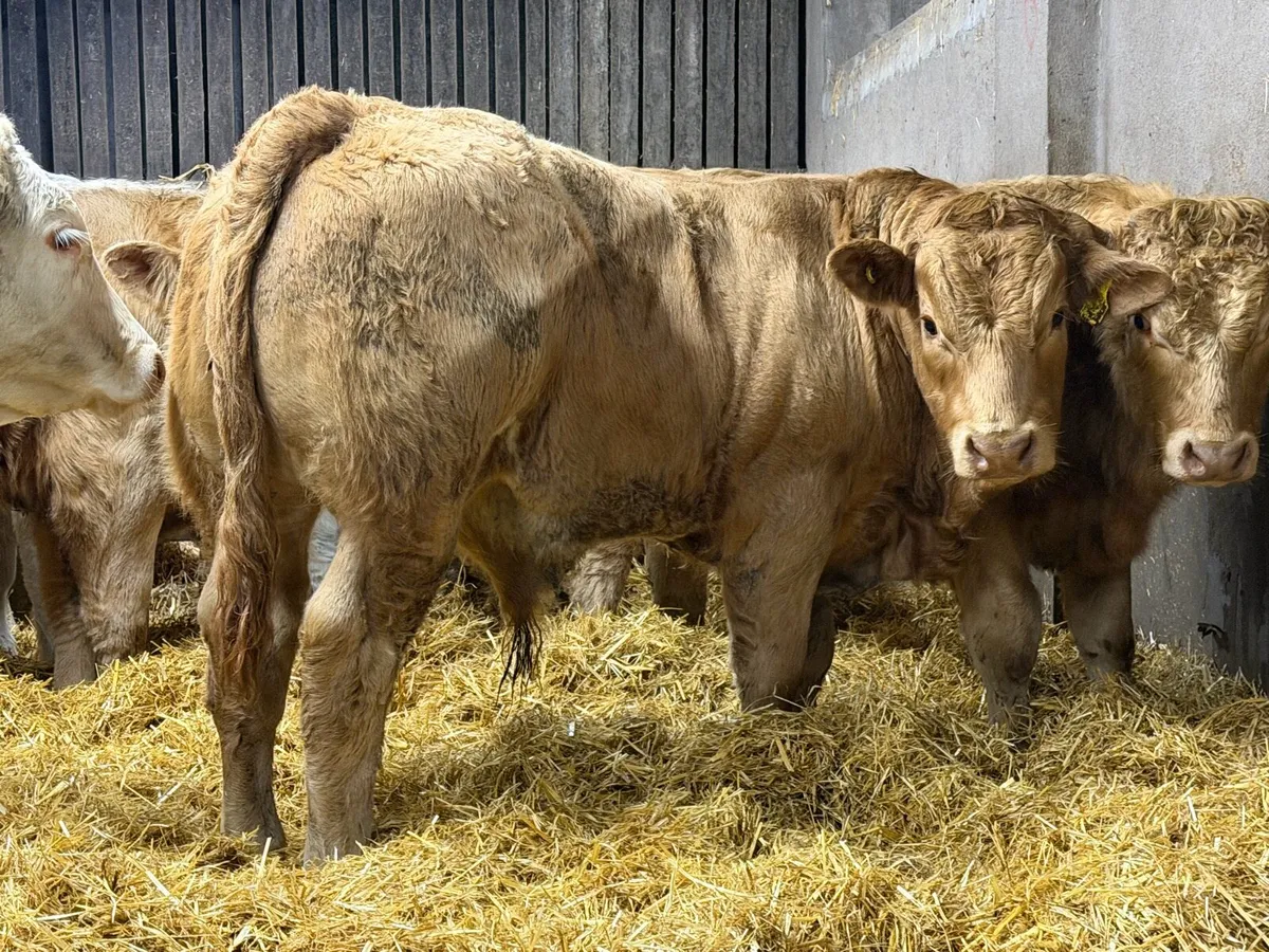 Charolais Weanlings - Image 1