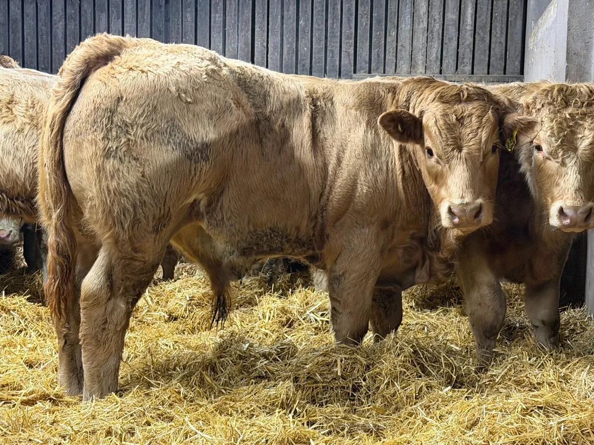Charolais Weanlings - Image 2
