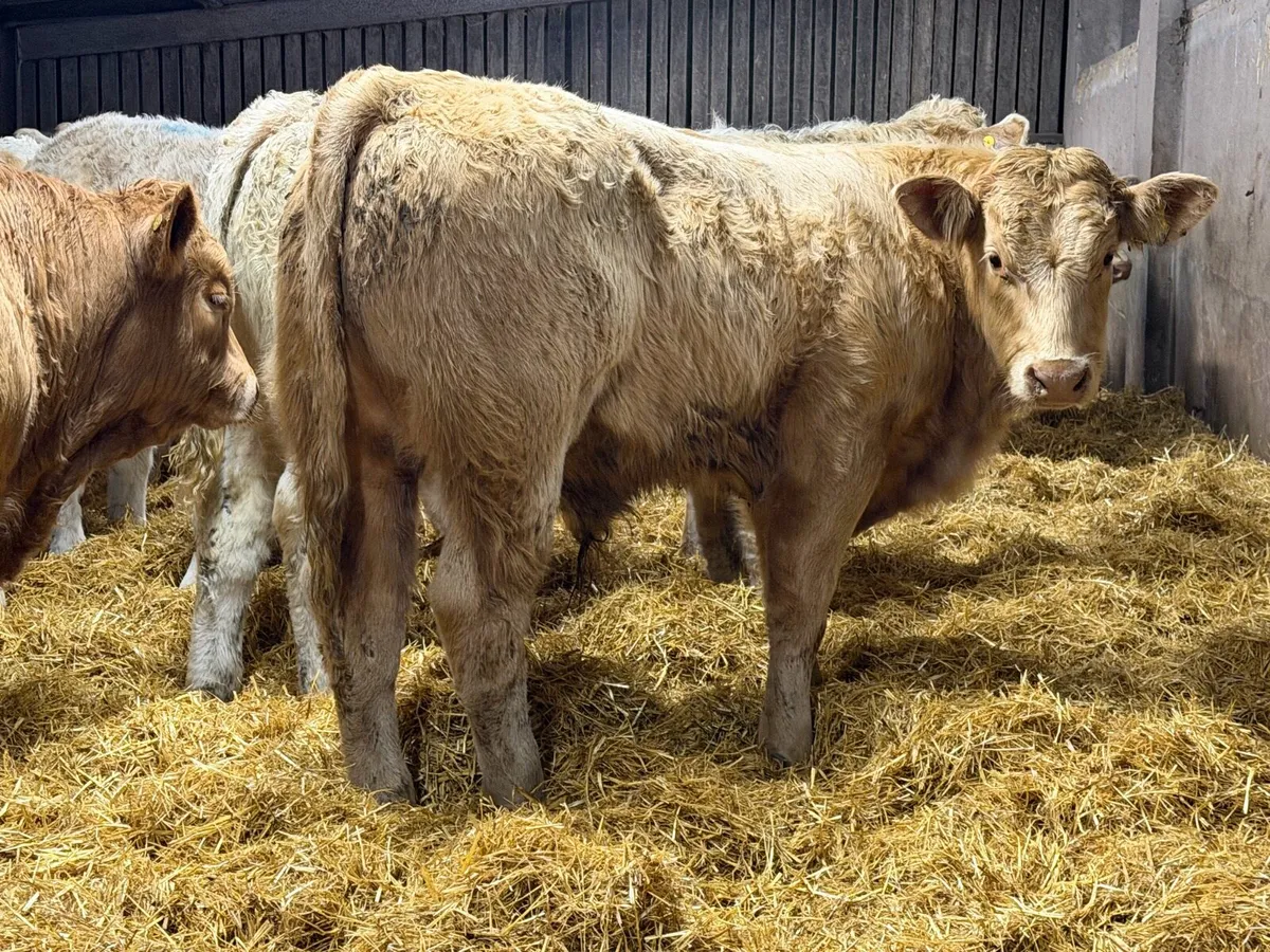 Charolais Weanlings - Image 3