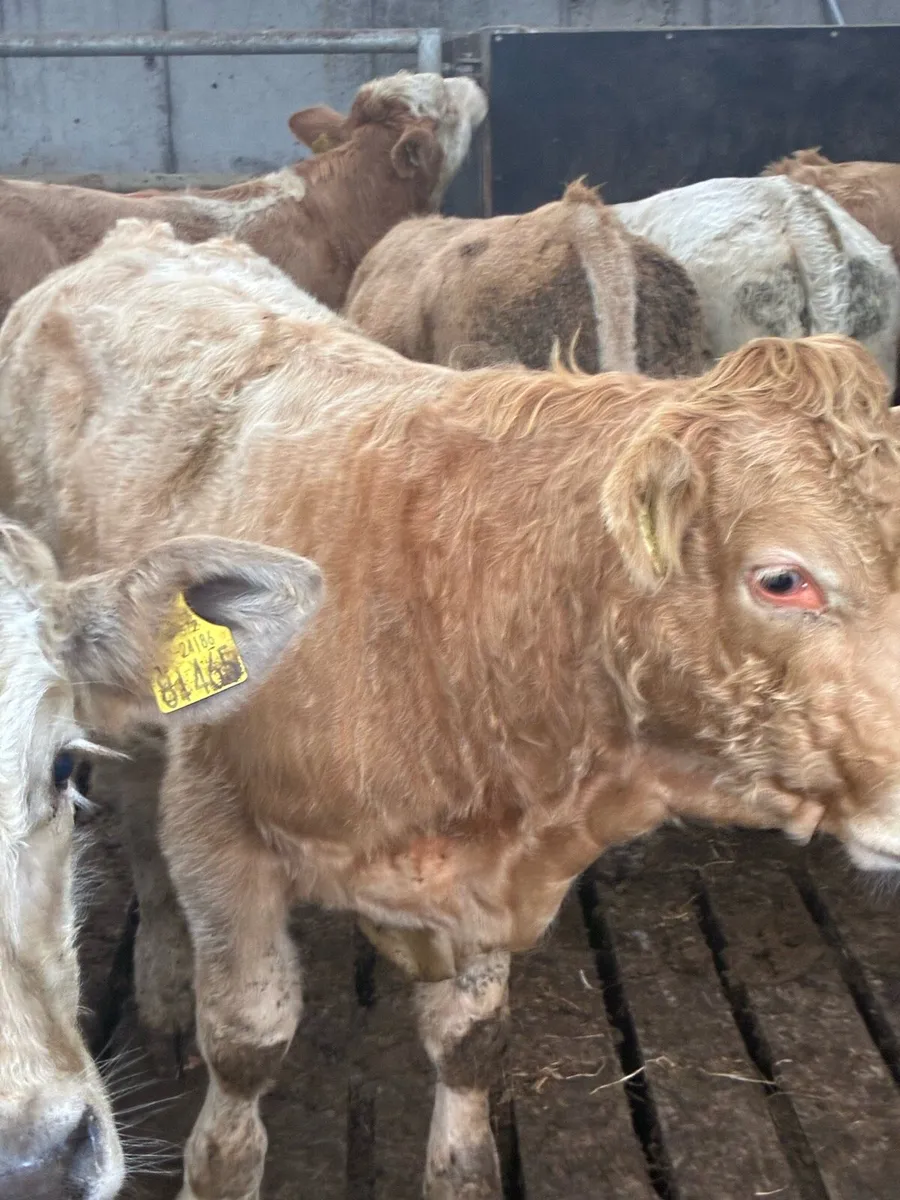 TOP QUALITY CH/LIM BULL WEANLINGS 320/350KG - Image 1