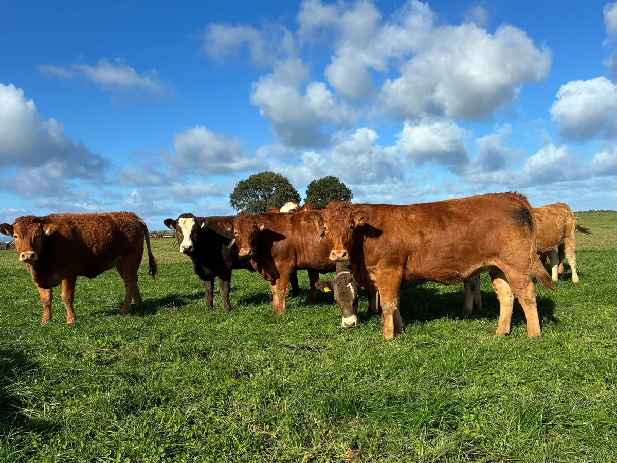 AI Bred Incalf Heifers - Image 2