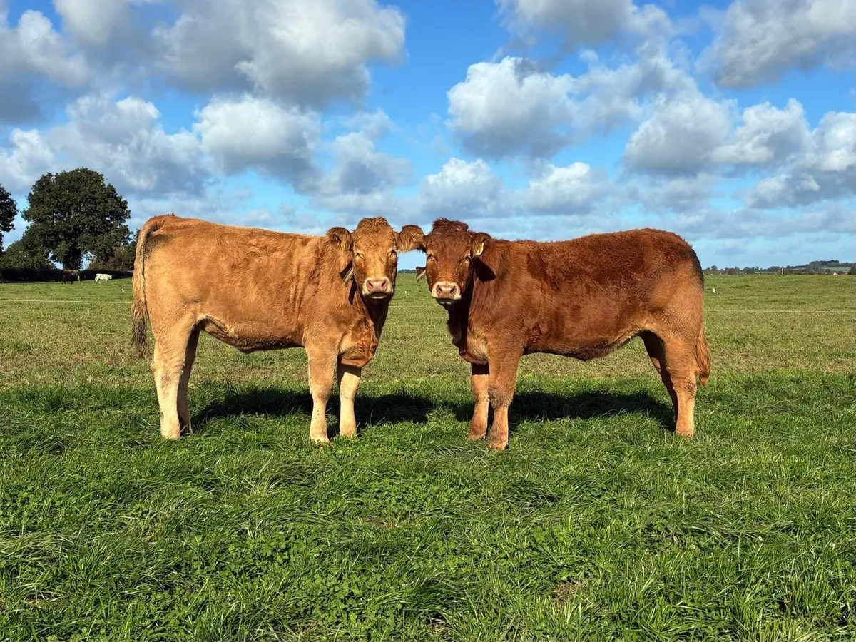 AI Bred Incalf Heifers - Image 3